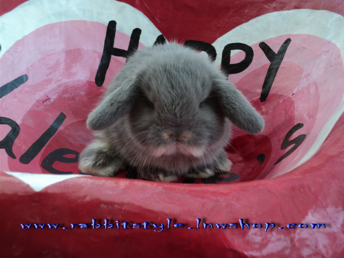 เปิดจองholland lop 100 rabbitstyle ชุดที่ 4  รูปที่ 5