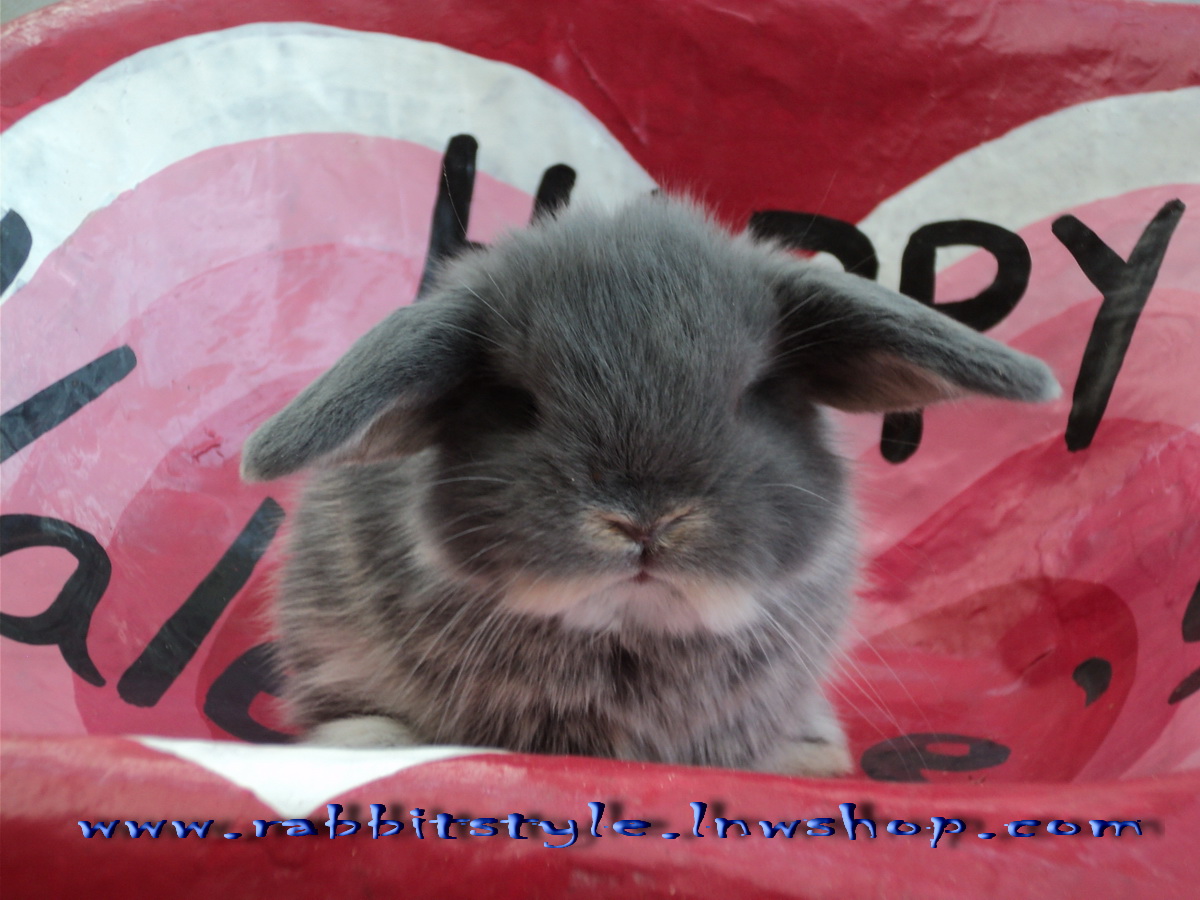 เปิดจองholland lop 100 rabbitstyle ชุดที่ 4  รูปที่ 3