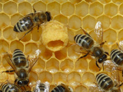 ขาย Royal Jelly นมผึ้ง นำเข้าจากประเทศอเมริกา รูปที่ 1