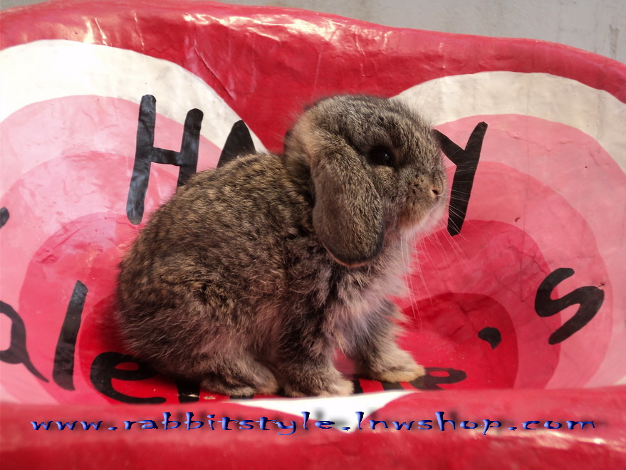 อัพเดทรูปครบ 1 เดือน เปิดจองholland lop 100% rabbitstyle ชุดที่2 รูปที่ 6