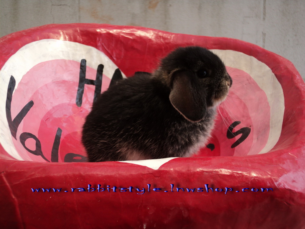 อัพเดทรูปครบ 1 เดือน เปิดจองholland lop 100% rabbitstyle ชุดที่2 รูปที่ 5