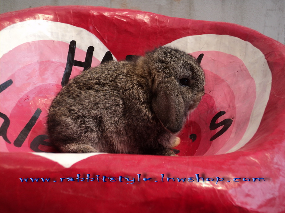 อัพเดทรูปครบ 1 เดือน เปิดจองholland lop 100% rabbitstyle ชุดที่2 รูปที่ 3