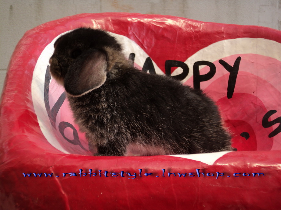 อัพเดทรูปครบ 1 เดือน เปิดจองholland lop 100% rabbitstyle ชุดที่2 รูปที่ 4