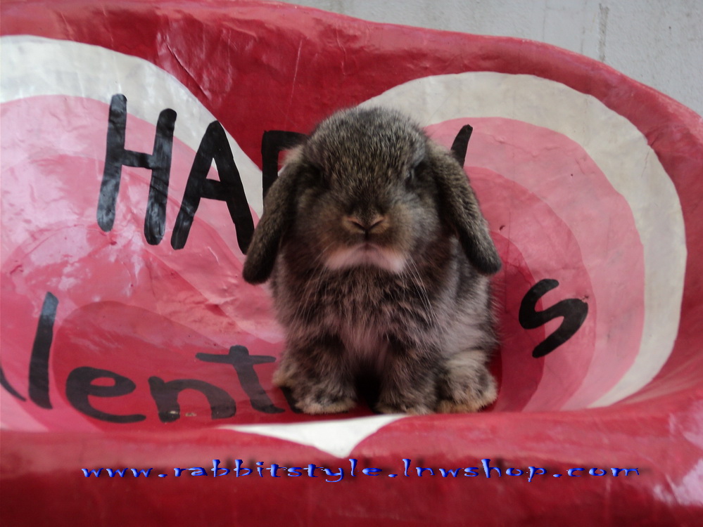 อัพเดทรูปครบ 1 เดือน เปิดจองholland lop 100% rabbitstyle ชุดที่2 รูปที่ 7