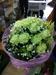 รูปย่อ ร้านดอกไม้infinityflorist บริการส่งดอกไม้ทั่วไทย24ชม.โทร 086-009-2885 รูปที่5