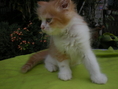 ขายแมวเปอร์เซีย น่ารักๆๆจร้า