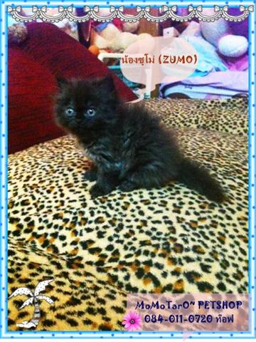 ขายลูกแมวเปอร์เซีย อายุ 1เดือน สี หิมาลายัน,ส้ม,ขาว UPdate-28มี.ค.2555 รูปที่ 6