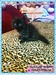 รูปย่อ ขายลูกแมวเปอร์เซีย อายุ 1เดือน สี หิมาลายัน,ส้ม,ขาว,แบล๊คสโม๊ค UP-23มี.ค.2555 รูปที่5