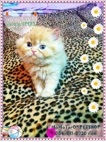 ขายลูกแมวเปอร์เซีย อายุ 1เดือน สี หิมาลายัน,ส้ม,ขาว UPdate-28มี.ค.2555 รูปที่ 1