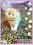 ขายลูกแมวเปอร์เซีย อายุ 1เดือน สี หิมาลายัน,ส้ม,ขาว UPdate-28มี.ค.2555
