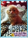 รูปย่อ ขายลูกแมวเปอร์เซีย อายุ 1เดือน สี หิมาลายัน,ส้ม,ขาว,แบล๊คสโม๊ค UP-23มี.ค.2555 รูปที่2
