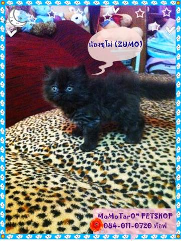 ขายลูกแมวเปอร์เซีย อายุ 1เดือน สี หิมาลายัน,ส้ม,ขาว UPdate-28มี.ค.2555 รูปที่ 7