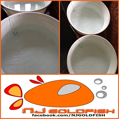 NJ GOLDFISH นำไข่ปลามาให้ชม รูปที่ 3