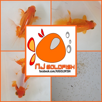 NJ GOLDFISH นำไข่ปลามาให้ชม รูปที่ 1