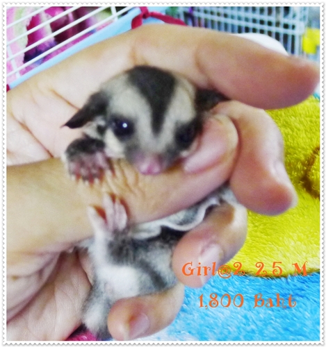 หาบ้านให้หลานชูก้าหน้าสั้น กลม อายุ 2.5 เดือนชาย และ หญิง รูปที่ 5