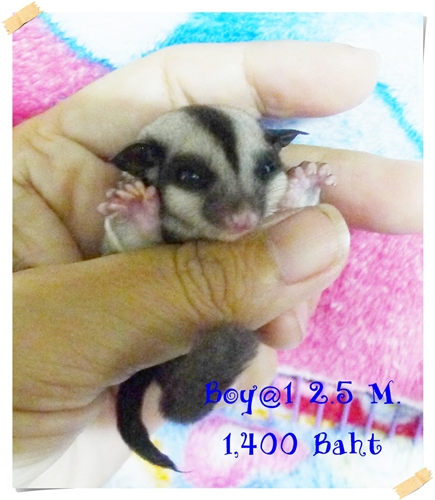 หาบ้านให้หลานชูก้าหน้าสั้น กลม อายุ 2.5 เดือนชาย และ หญิง รูปที่ 6