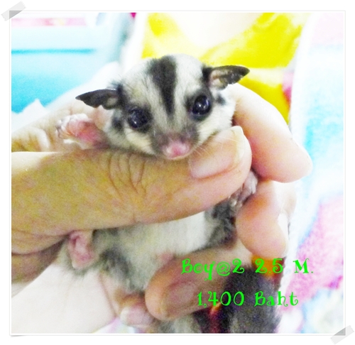 หาบ้านให้หลานชูก้าหน้าสั้น กลม อายุ 2.5 เดือนชาย และ หญิง รูปที่ 7
