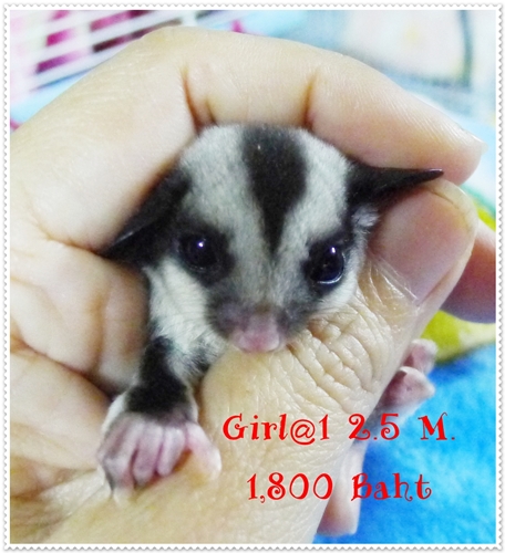 หาบ้านให้หลานชูก้าหน้าสั้น กลม อายุ 2.5 เดือนชาย และ หญิง รูปที่ 4