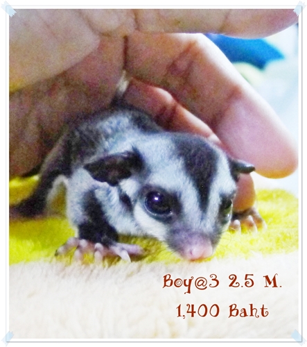 หาบ้านให้หลานชูก้าหน้าสั้น กลม อายุ 2.5 เดือนชาย และ หญิง รูปที่ 2