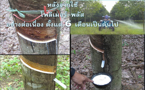 แจกปุ๋ยฟรี เทคโนโลยีชีวภาพสกัดจากเปลือกปูอลาสก้า รูปที่ 3