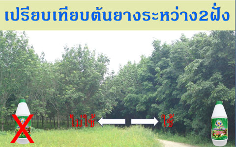 แจกปุ๋ยฟรี เทคโนโลยีชีวภาพสกัดจากเปลือกปูอลาสก้า รูปที่ 2