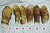 รูปย่อ จำหน่าย พวงกุญแจหางจิ้งจอก Fox Tail Fur Keychain ราคาดี คุ้มสุดๆ รูปที่4