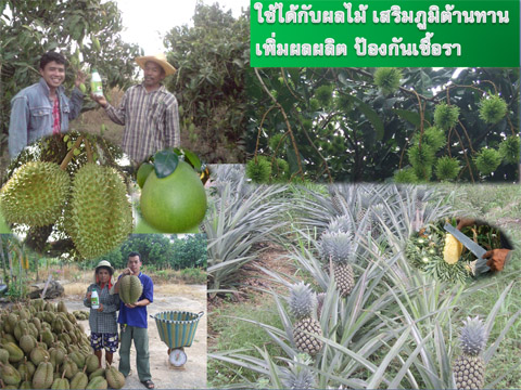 แจกปุ๋ยฟรี เทคโนโลยีชีวภาพสกัดจากเปลือกปูอลาสก้า รูปที่ 4