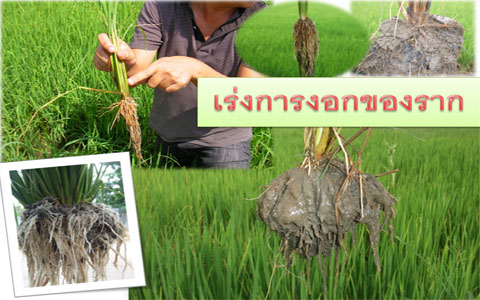 แจกปุ๋ยฟรี เทคโนโลยีชีวภาพสกัดจากเปลือกปูอลาสก้า รูปที่ 5
