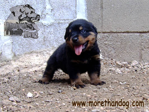 ขายร็อตไวเลอร์ rottweiler ตัดหางแล้ว สายเลือดดี จากฟาร์ม รูปที่ 3