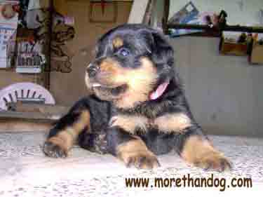 ขายลูกร็อตไวเลอร์ Rottweiler สายเลือดดี จากฟาร์ม รูปที่ 4