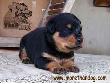 ขายลูกร็อตไวเลอร์ Rottweiler สายเลือดดี จากฟาร์ม รูปที่ 5