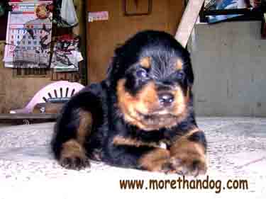 ขายลูกร็อตไวเลอร์ Rottweiler สายเลือดดี จากฟาร์ม รูปที่ 6