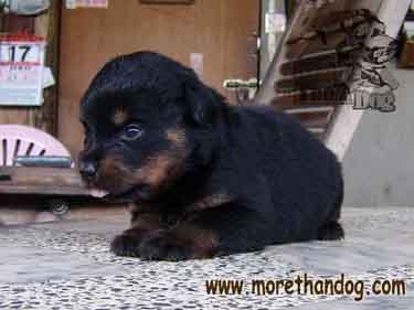 ขายลูกร็อตไวเลอร์ Rottweiler สายเลือดดี จากฟาร์ม รูปที่ 1