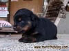 รูปย่อ ขายลูกร็อตไวเลอร์ Rottweiler สายเลือดดี จากฟาร์ม รูปที่1