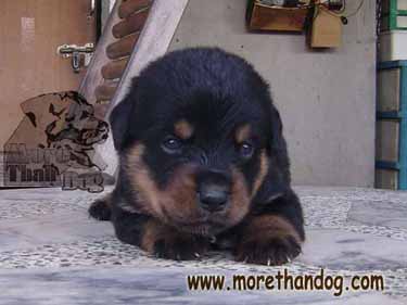 ขายลูกร็อตไวเลอร์ Rottweiler สายเลือดดี จากฟาร์ม รูปที่ 7