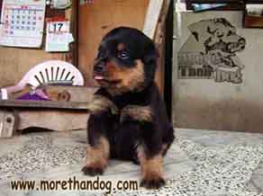 ขายลูกร็อตไวเลอร์ Rottweiler สายเลือดดี จากฟาร์ม รูปที่ 3