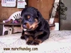 รูปย่อ ขายลูกร็อตไวเลอร์ Rottweiler สายเลือดดี จากฟาร์ม รูปที่2