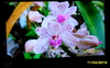 รูปย่อ ทีวี 47 นิ้ว LED 3D LG LX9500 รูปที่4