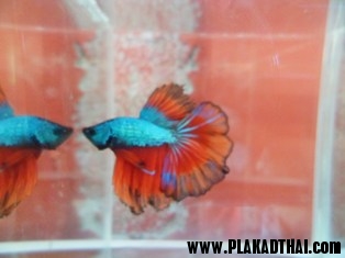 http://www.plakadthai.com/forum.php?mod=viewthread&tid=17629&extra=page%3D2 รูปที่ 6