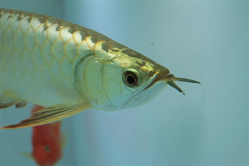 ขายปลามังกรทอง สายพันธ์แท้จากมาเลย์เซีย เป็นหัวทอง 24k รูปที่ 1