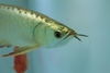 รูปย่อ ขายปลามังกรทอง สายพันธ์แท้จากมาเลย์เซีย เป็นหัวทอง 24k รูปที่1