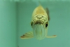 รูปย่อ ขายปลามังกรทอง สายพันธ์แท้จากมาเลย์เซีย เป็นหัวทอง 24k รูปที่3