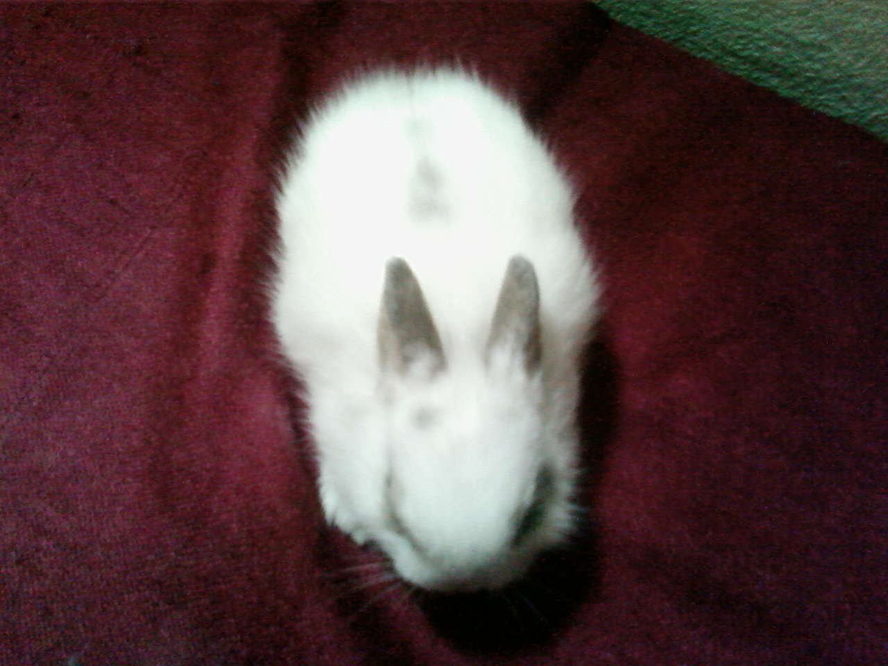 ขายน้องกระต่ายพันธุ์netherland dwarf แท้ อายุ50วันคะ เลี้ยงเองนะคะไม่ใช่ฟาร์ม รูปที่ 4