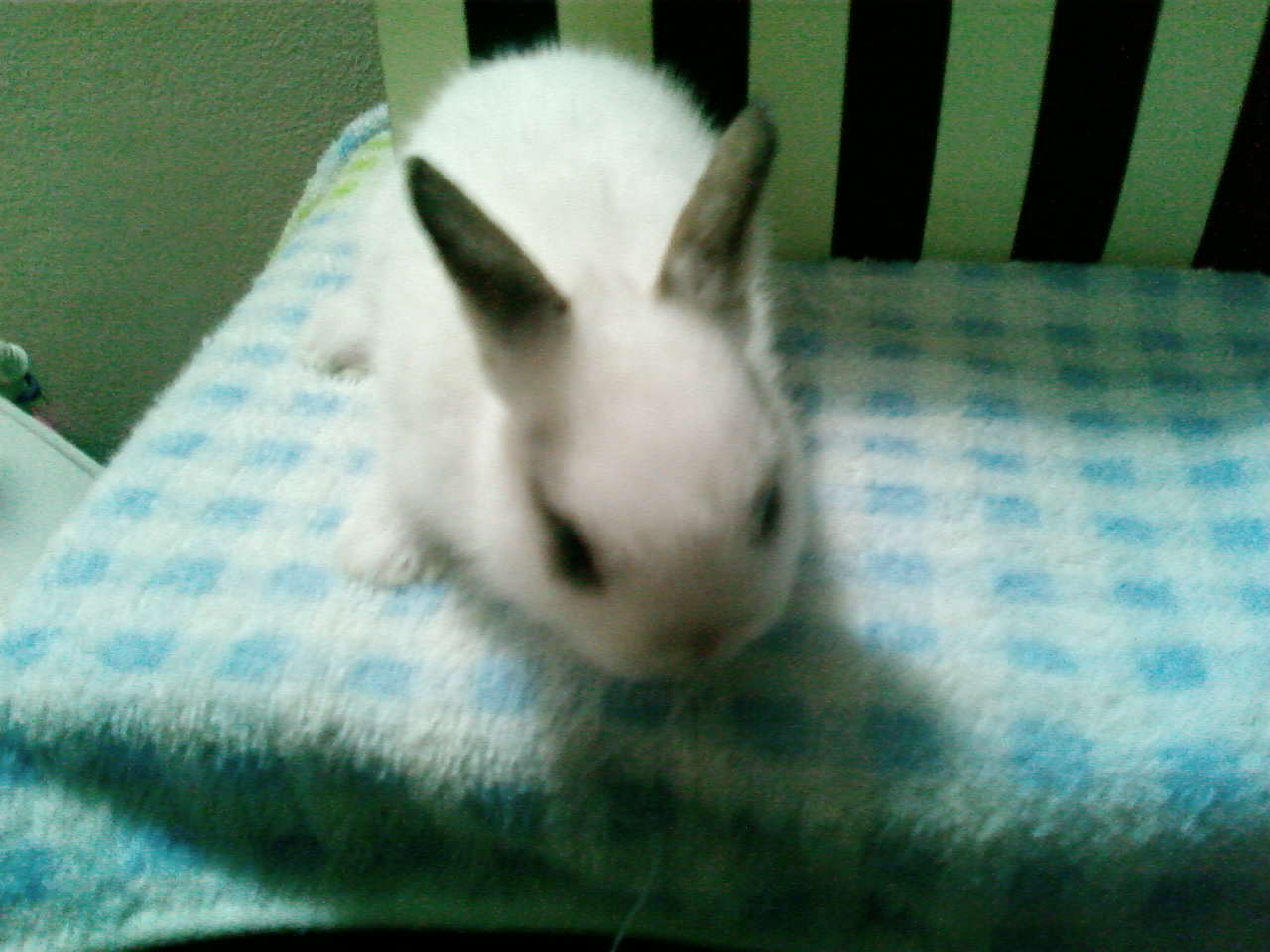 ขายน้องกระต่ายพันธุ์netherland dwarf แท้ อายุ50วันคะ เลี้ยงเองนะคะไม่ใช่ฟาร์ม รูปที่ 3