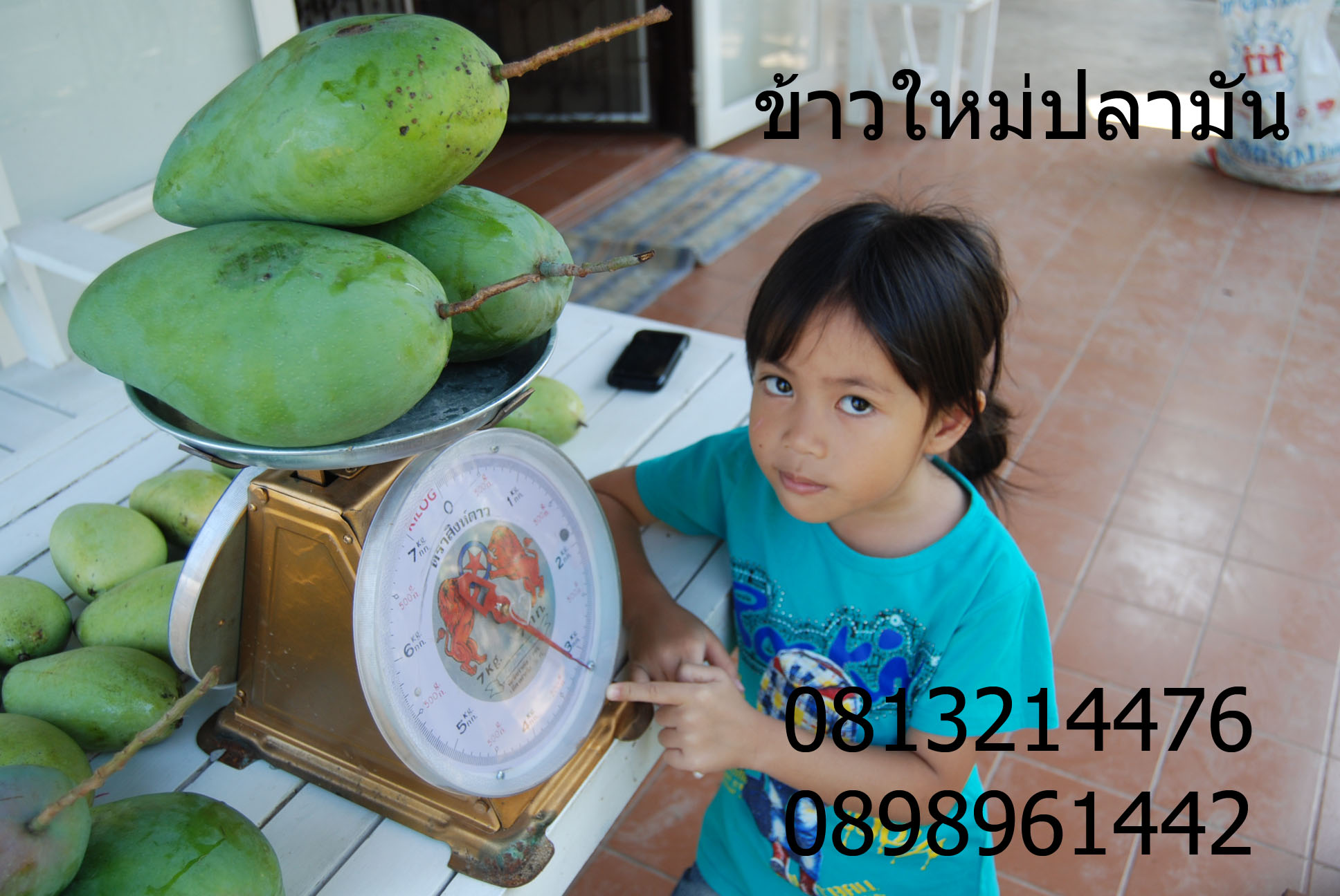 กิ่งพันธุ์มะม่วงเขียวยักษ์ กิงตอนไผ่อินโด รูปที่ 6