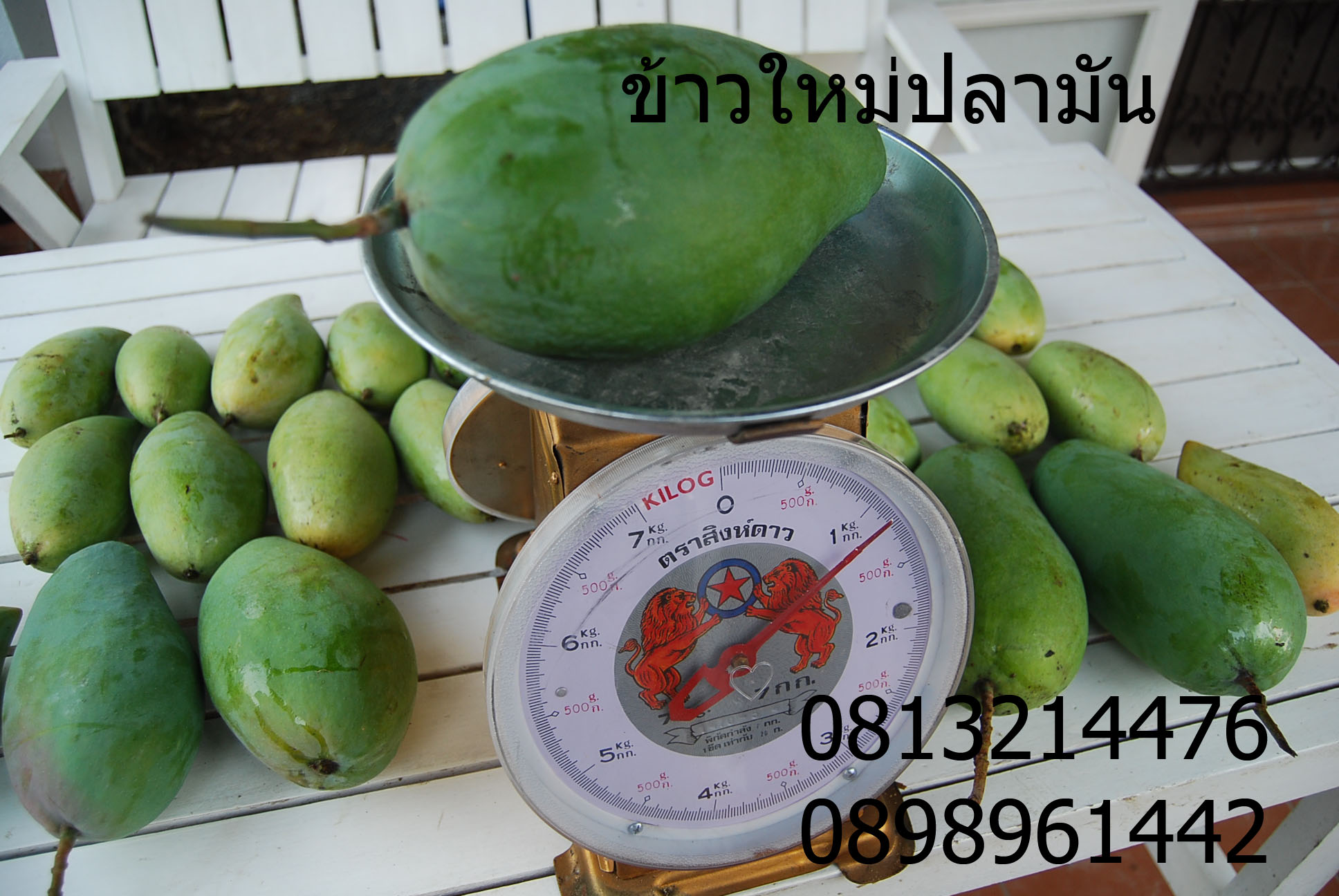 กิ่งพันธุ์มะม่วงเขียวยักษ์ กิงตอนไผ่อินโด รูปที่ 2