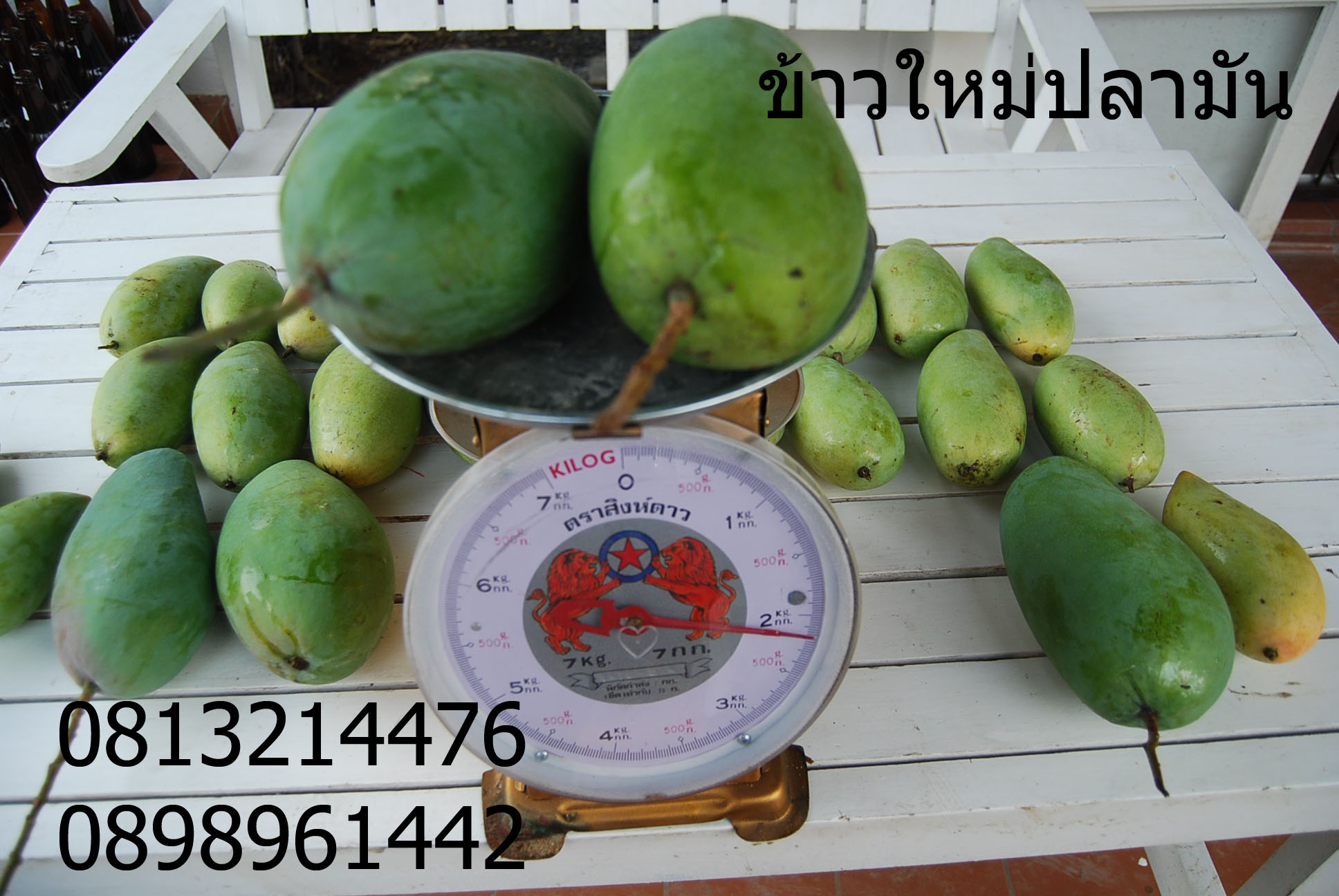กิ่งพันธุ์มะม่วงเขียวยักษ์ กิงตอนไผ่อินโด รูปที่ 3