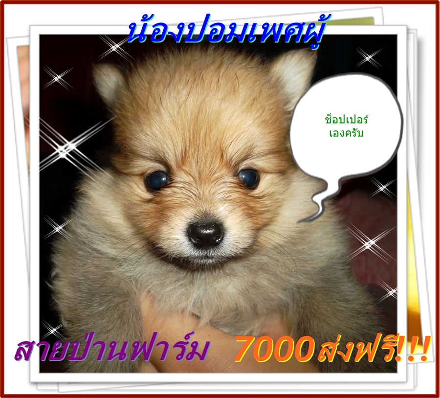 ปอมเมอร์เรเนียนราคาถูกส่งฟรี!!! รูปที่ 1