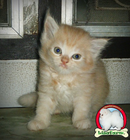 ลูกแมวเปอร์เซีย อายุ เดือนครึ่ง น่ารักๆ ราคาไม่แพงค่ะ รูปที่ 4