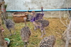 รูปย่อ ขายนกเรียSouth American Ostriches อายุ4เดือน มีสีเทาละสีขาว รูปที่3